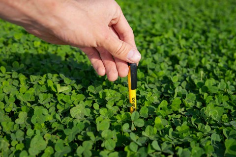 Lawn Clover 4.jpg